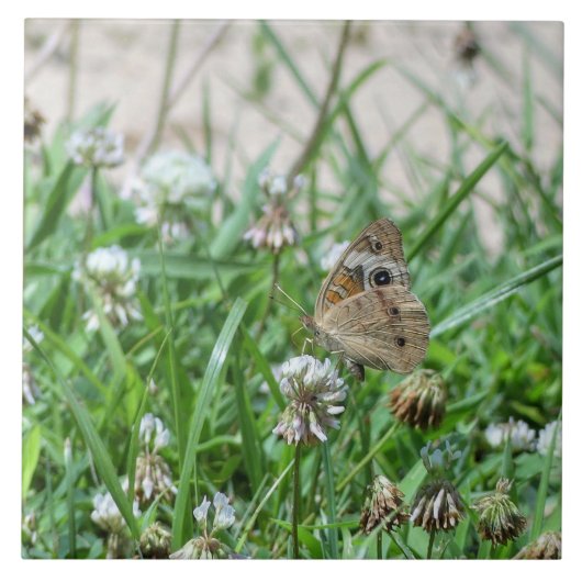 Common BuckeyButterfly Tegeltje (Voorkant)
