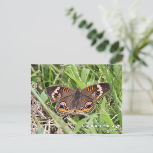 Common Buckeye Briefkaart (Staand voorkant)