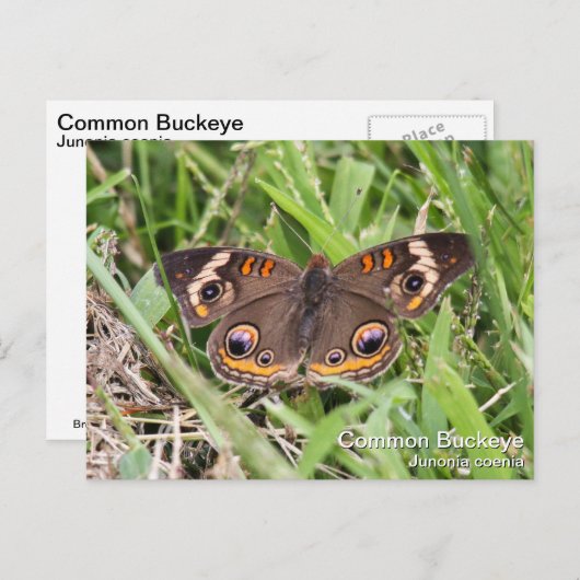 Common Buckeye Briefkaart (Voorkant / Achterkant)