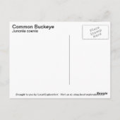 Common Buckeye Briefkaart (Achterkant)