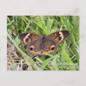 Common Buckeye Briefkaart (Voorkant)