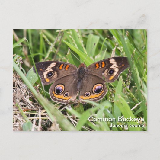 Common Buckeye Briefkaart (Voorkant)