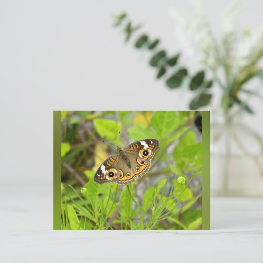 Common Buckeye Briefkaart (Staand voorkant)