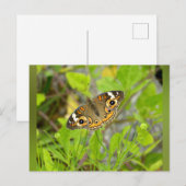 Common Buckeye Briefkaart (Voorkant / Achterkant)