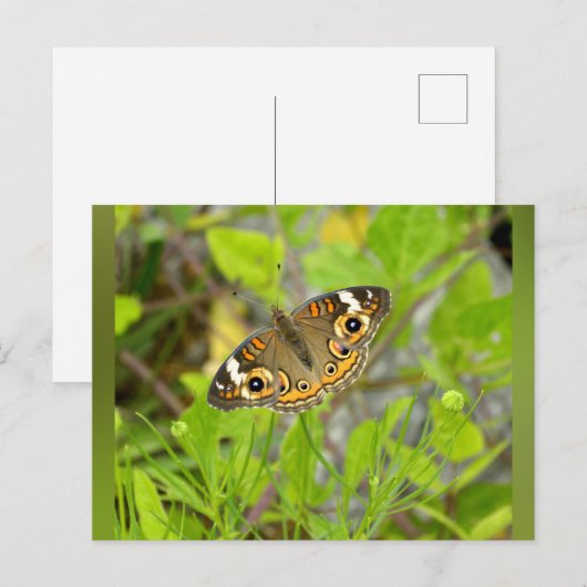 Common Buckeye Briefkaart (Voorkant / Achterkant)
