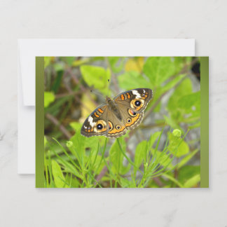 Common Buckeye Briefkaart