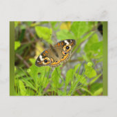 Common Buckeye Briefkaart (Voorkant)