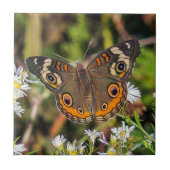 Common Buckeye Butterfly Ceramic Photo Tile Tegeltje (Voorkant)