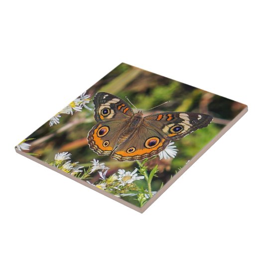 Common Buckeye Butterfly Ceramic Photo Tile Tegeltje (Zijkant)