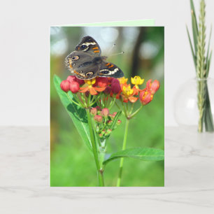 Common Buckeye Butterfly Garden Moederdag Kaart