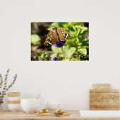 Common Buckeye Butterfly in Garden Poster (Keuken)