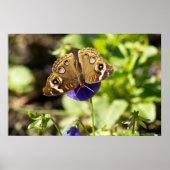 Common Buckeye Butterfly in Garden Poster (Voorkant)
