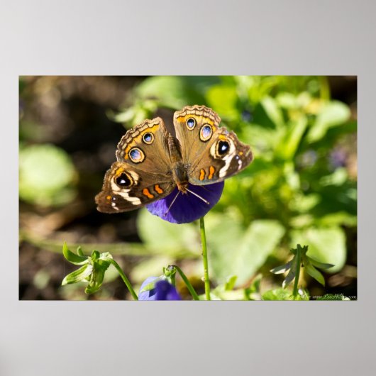Common Buckeye Butterfly in Garden Poster (Voorkant)