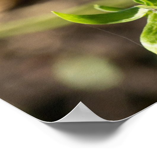 Common Buckeye Butterfly in Garden Poster (Hoek)