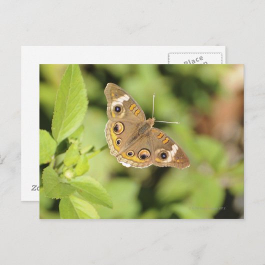 Common buckeye butterfly, Junonia coenia. Briefkaart (Voorkant / Achterkant)