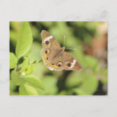 Common buckeye butterfly, Junonia coenia. Briefkaart (Voorkant)