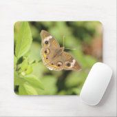 Common buckeye butterfly, Junonia coenia. Muismat (Met muis)