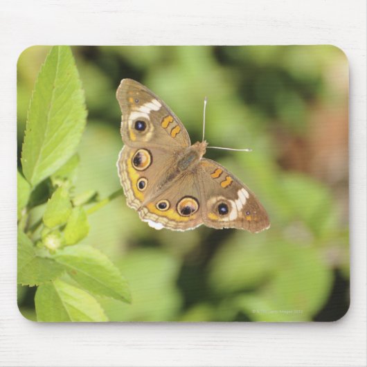 Common buckeye butterfly, Junonia coenia. Muismat (Voorkant)