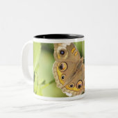 Common buckeye butterfly, Junonia coenia. Tweekleurige Koffiemok (Voorkant links)