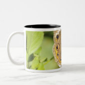 Common buckeye butterfly, Junonia coenia. Tweekleurige Koffiemok (Links)