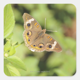 Common buckeye butterfly, Junonia coenia. Vierkante Sticker