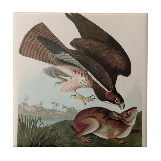Common Buzzard Birds of America Audubon Print Tegeltje (Voorkant)