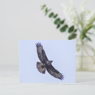Common Buzzard Briefkaart