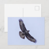 Common Buzzard Briefkaart (Voorkant / Achterkant)