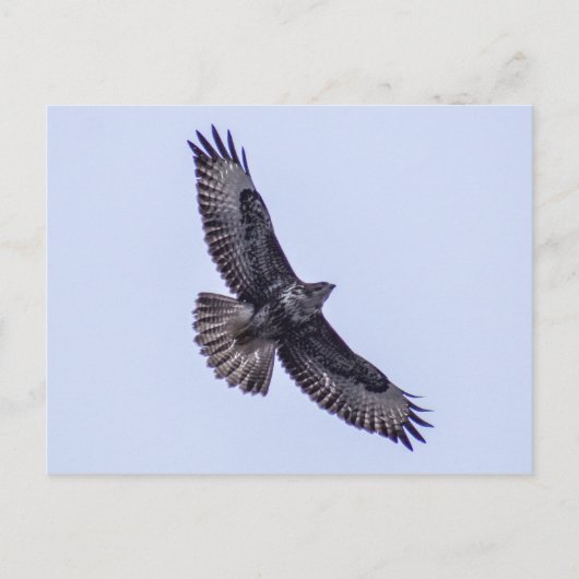 Common Buzzard Briefkaart (Voorkant)