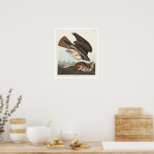 Common Buzzard by Audubon Poster (Keuken)