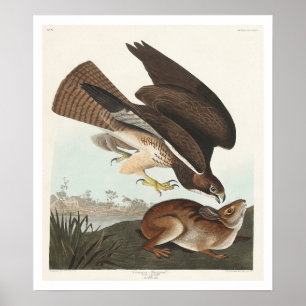Common Buzzard by Audubon Poster