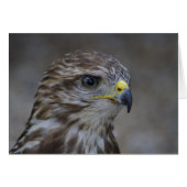 Common Buzzard Portrait (Voorkant Horizontaal)