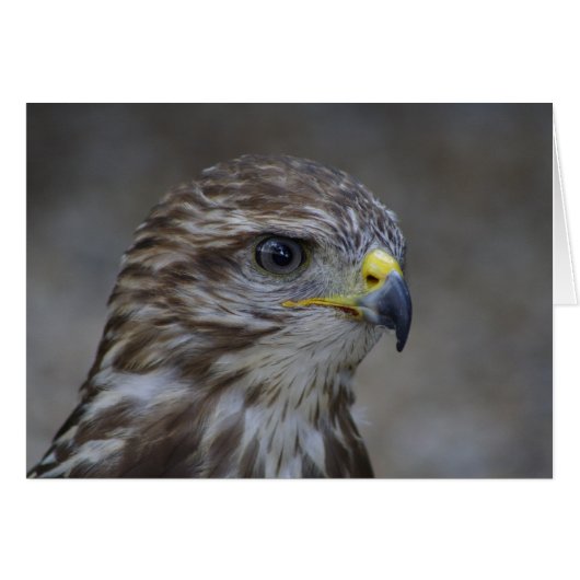 Common Buzzard Portrait (Voorkant Horizontaal)