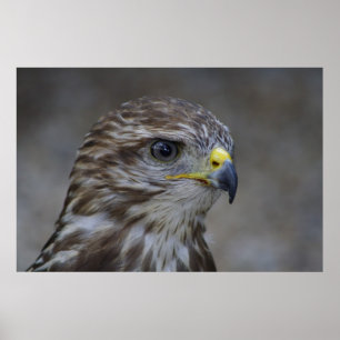 Common Buzzard Portrait Poster
