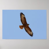 Common Buzzard Poster (Voorkant)