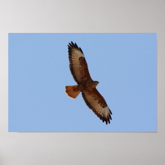 Common Buzzard Poster (Voorkant)