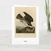 Common Buzzard - van Audubon's Birds of America Kaart (Achterkant)
