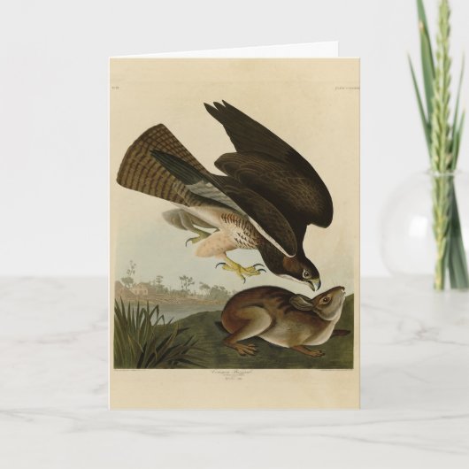 Common Buzzard - van Audubon's Birds of America Kaart (Voorkant)