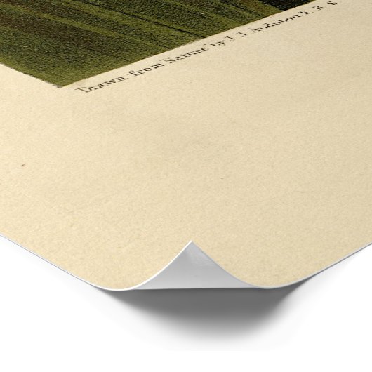 Common Buzzard - van Audubon's Birds of America Poster (Hoek)