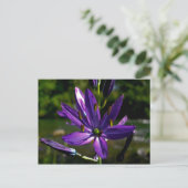 Common Camas 01 Briefkaart (Staand voorkant)