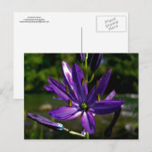 Common Camas 01 Briefkaart (Voorkant / Achterkant)