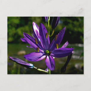 Common Camas 01 Briefkaart