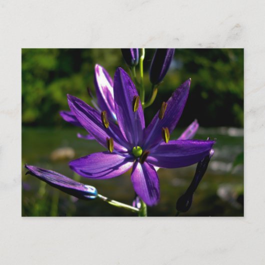 Common Camas 01 Briefkaart (Voorkant)