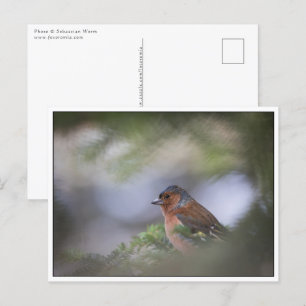 Common Chaffinch Natuur Foto Briefkaart