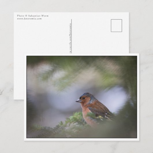 Common Chaffinch Natuur Foto Briefkaart (Voorkant / Achterkant)