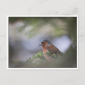 Common Chaffinch Natuur Foto Briefkaart (Voorkant)