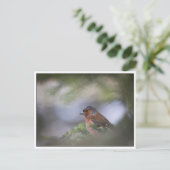 Common Chaffinch Natuur Foto Briefkaart (Staand voorkant)