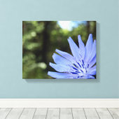 Common Chicory Canvas Print (Insitu (Houten vloer))