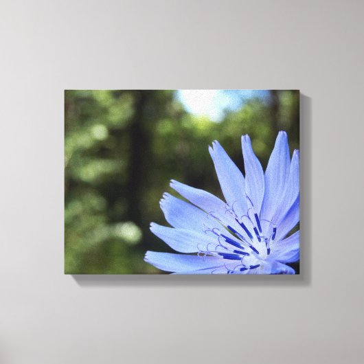 Common Chicory Canvas Print (Voorkant)