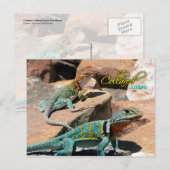 Common Collared Lizard, New Mexico Briefkaart (Voorkant / Achterkant)